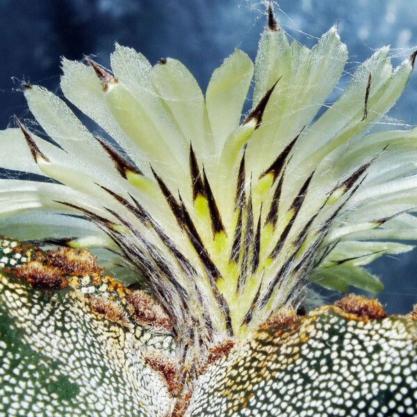 Astrophytum myriostigma Kvet