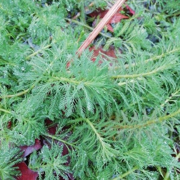 Myriophyllum aquaticum Feuille