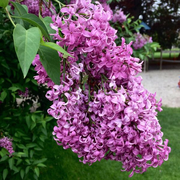 Syringa vulgaris Кветка