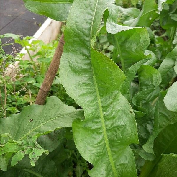 Rumex patientia Hoja