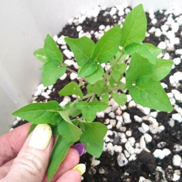 Solanum americanum Leaf