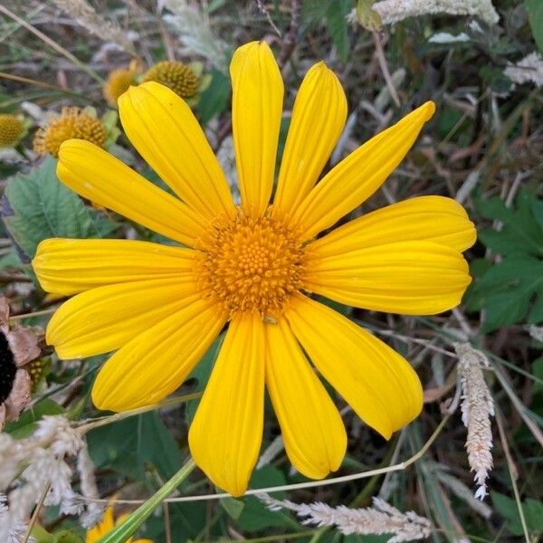 Tithonia diversifolia Blomst