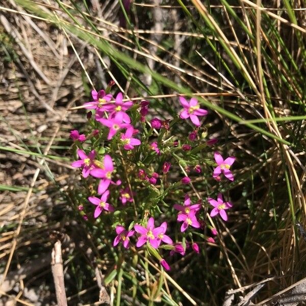 Centaurium littorale 花