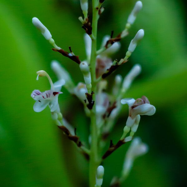 Alpinia galanga Flower