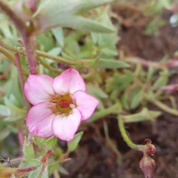 Saxifraga rosacea Kvet