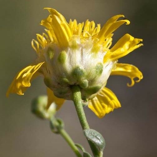 Acamptopappus shockleyi Flower