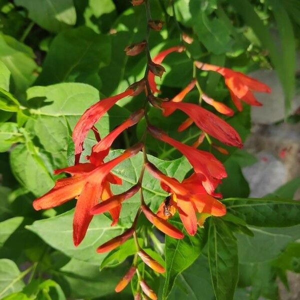 Crocosmia × crocosmiiflora Blodyn