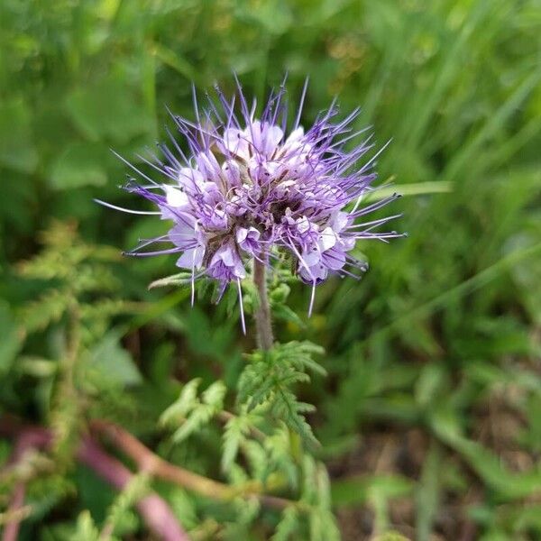 Phacelia tanacetifolia Çiçek