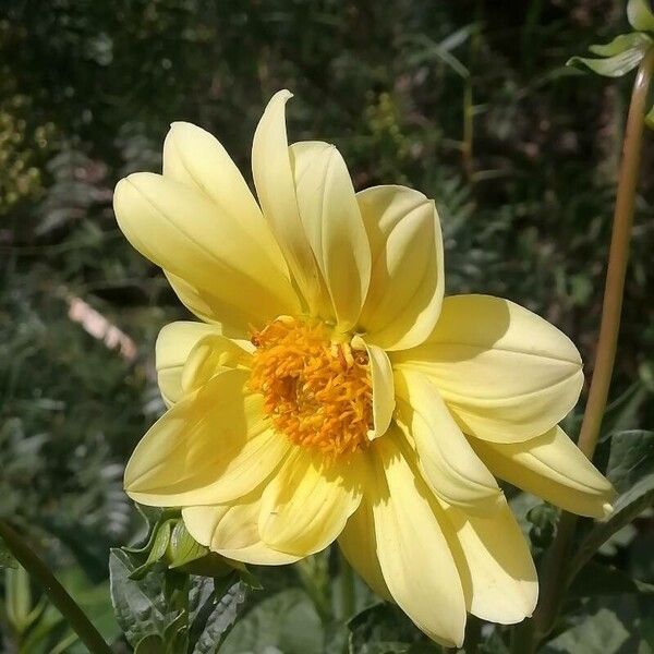 Dahlia pinnata പുഷ്പം