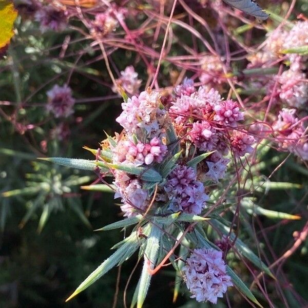 Cuscuta epithymum Blomst