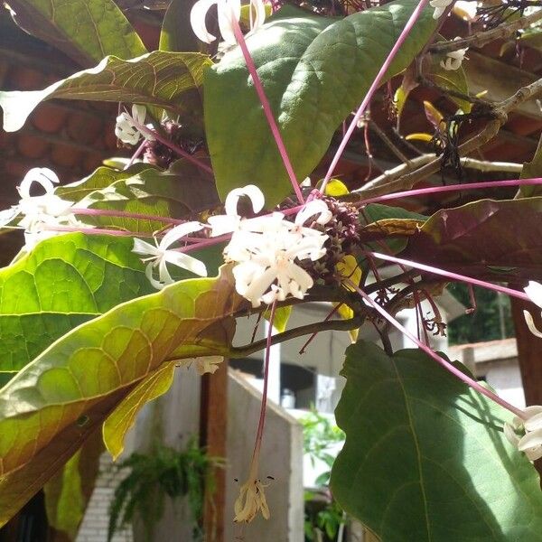 Clerodendrum quadriloculare Цветок