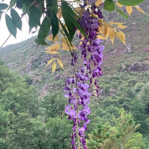 Wisteria sinensis Flower