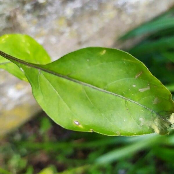 Capsicum baccatum Лист