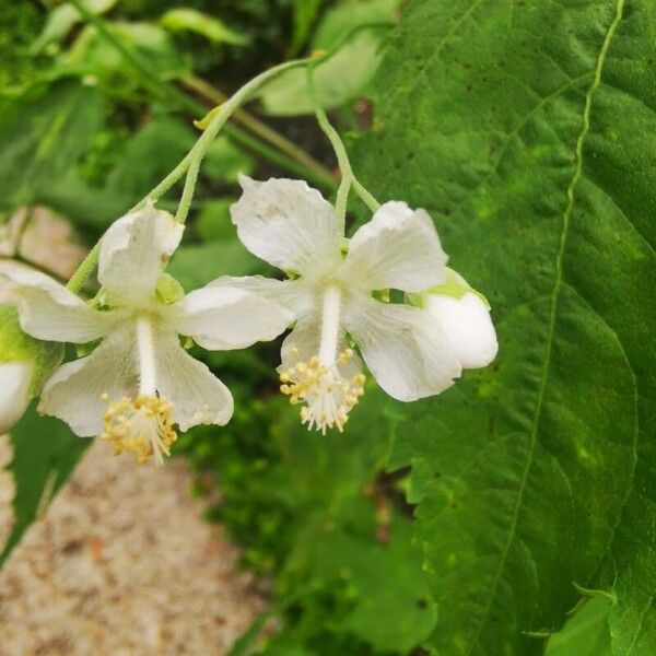 Ripariosida hermaphrodita Flower