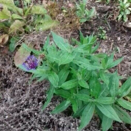 Centaurea montana Hábitos