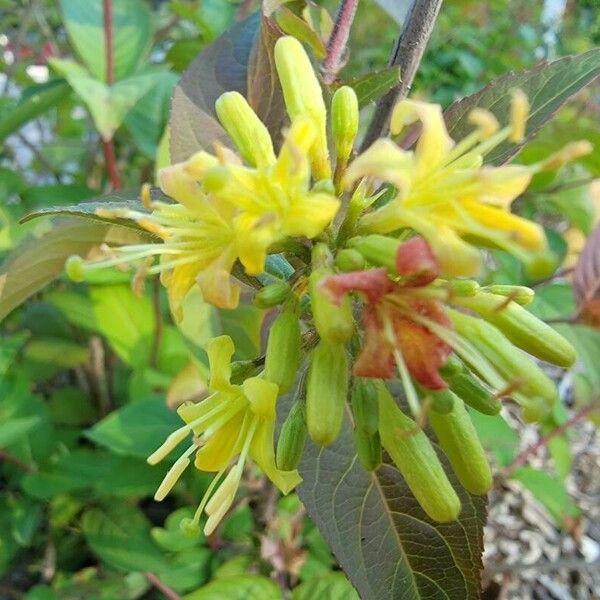 Diervilla lonicera Blüte