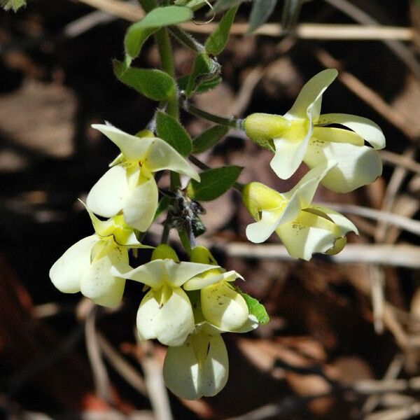 Baptisia bracteata Flower