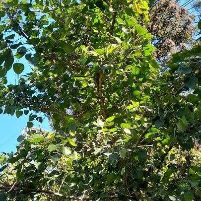 Ficus religiosa Habit