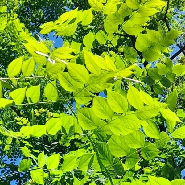 Gymnocladus dioicus Liść