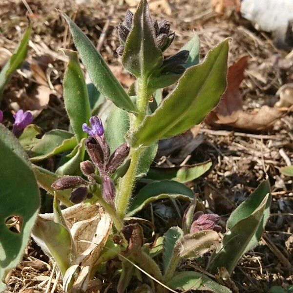 Pulmonaria mollis Лист