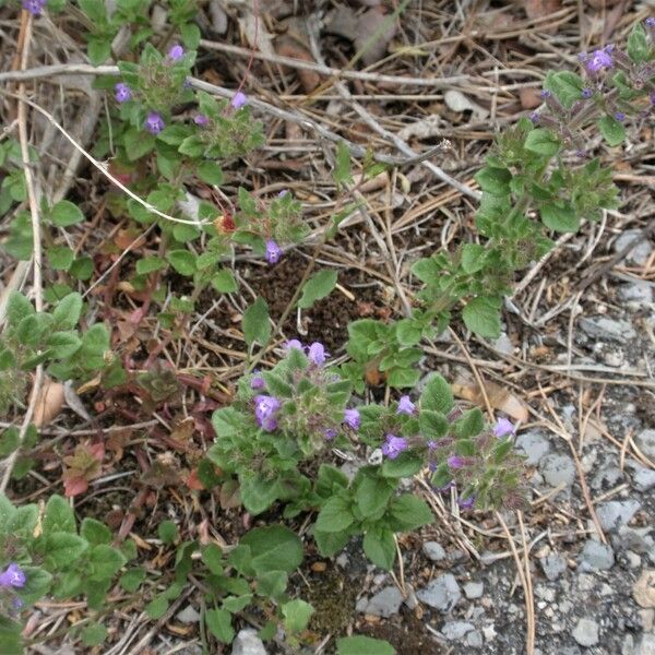 Clinopodium acinos Hábito