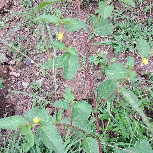 Corchorus olitorius Лист