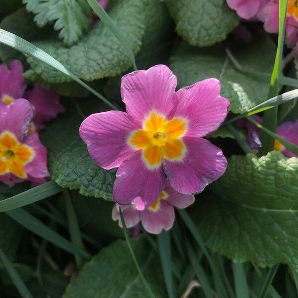 Primula vulgaris फूल