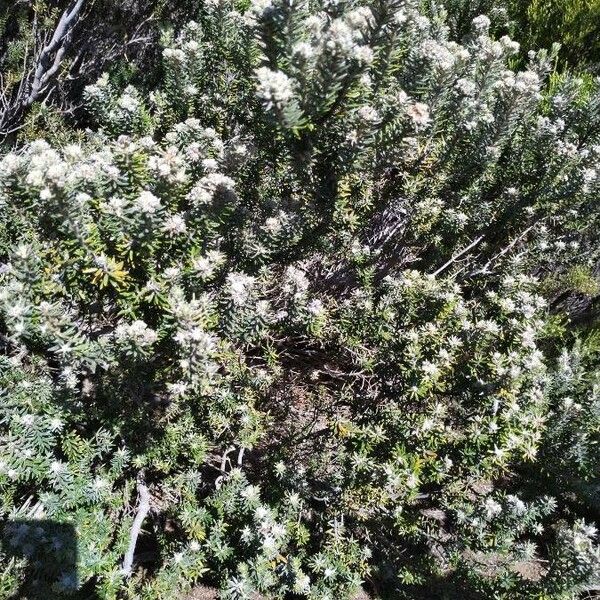 Phylica nitida Habit