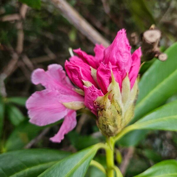 Rhododendron ponticum Blüte