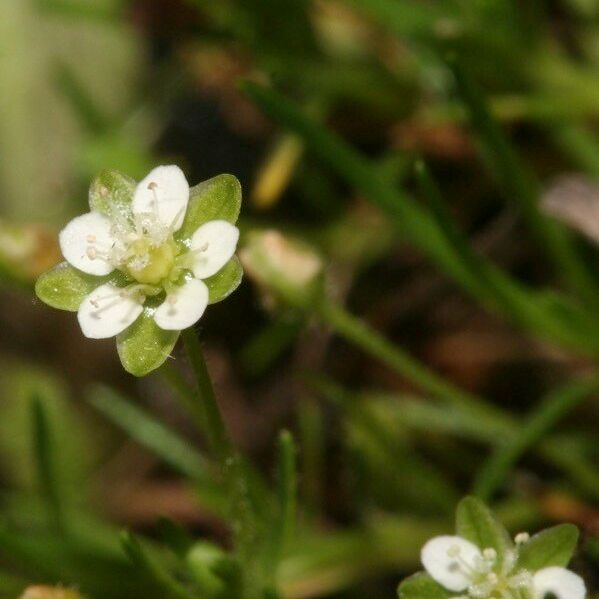 Sagina saginoides Fleur