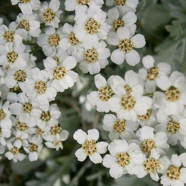 Achillea clavennae Květ