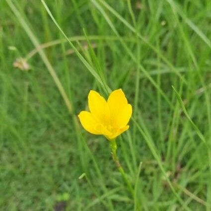 Zephyranthes citrina പുഷ്പം