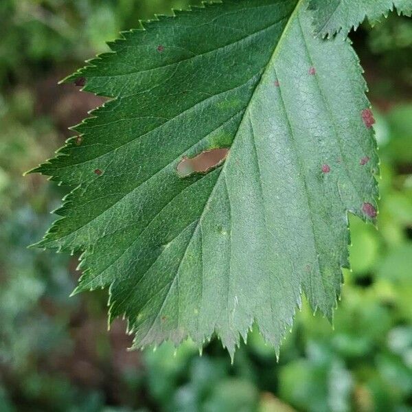 Crataegus coccinea Yaprak