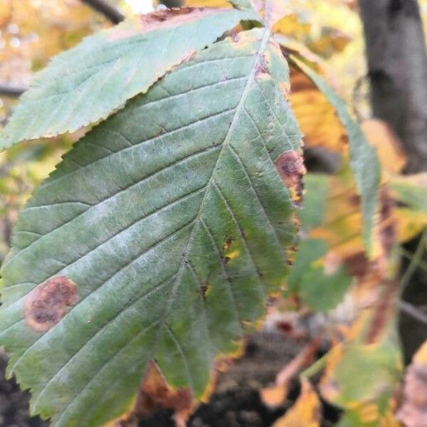 Castanea × neglecta Leaf