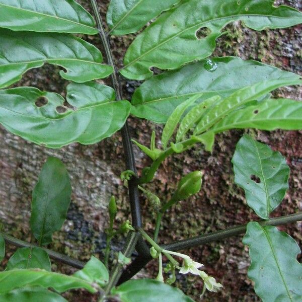 Solanum trizygum Hábito