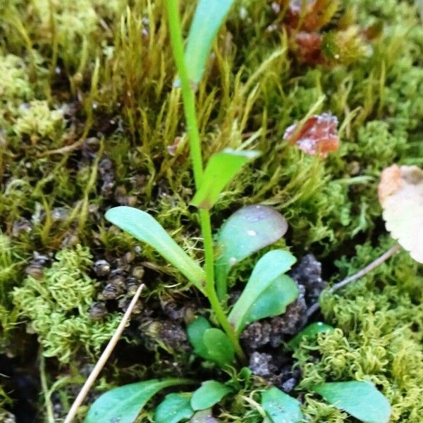 Kernera saxatilis Folha