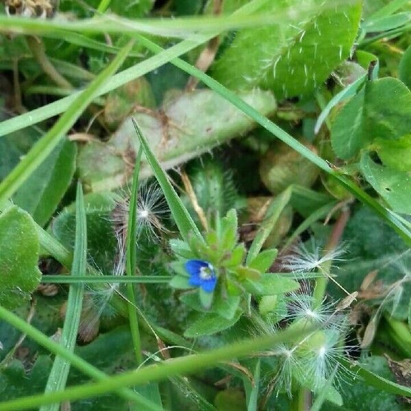 Veronica arvensis Cvet