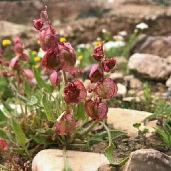 Rumex vesicarius 花