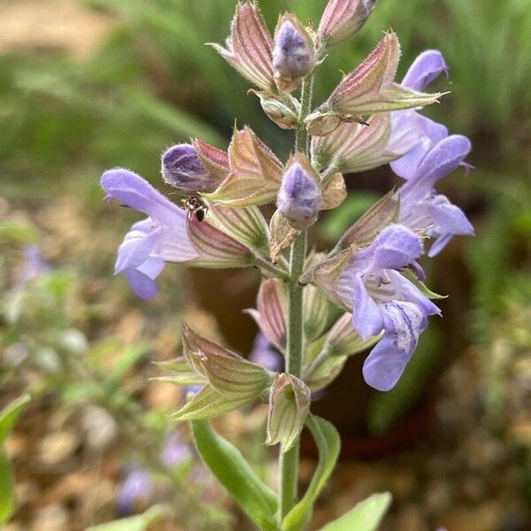 Salvia × sylvestris Fiore