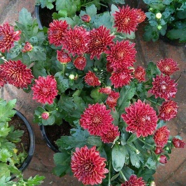 Chrysanthemum × morifolium Bloem