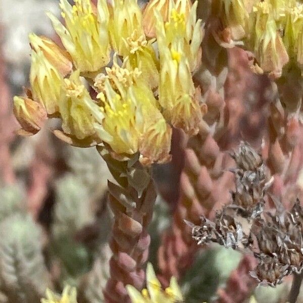 Petrosedum ochroleucum Lorea