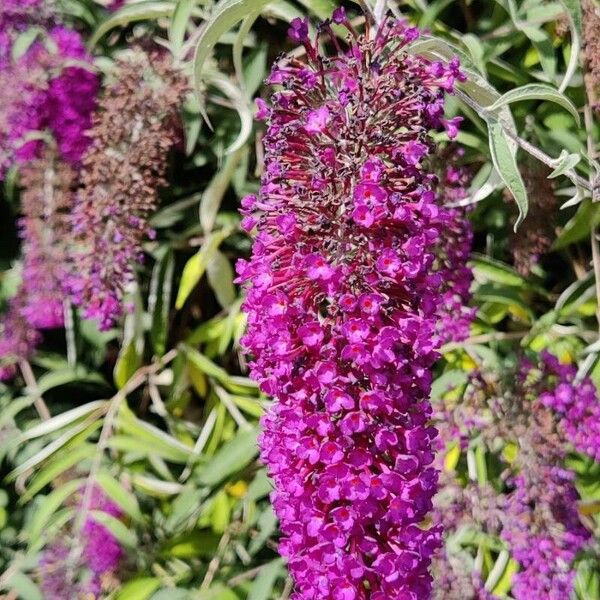 Buddleja davidii Květ