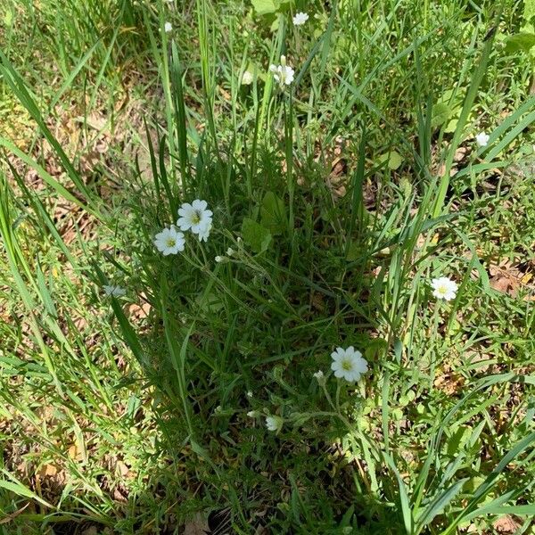 Cerastium arvense Flower