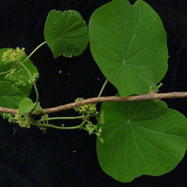 Cissampelos pareira Habitat