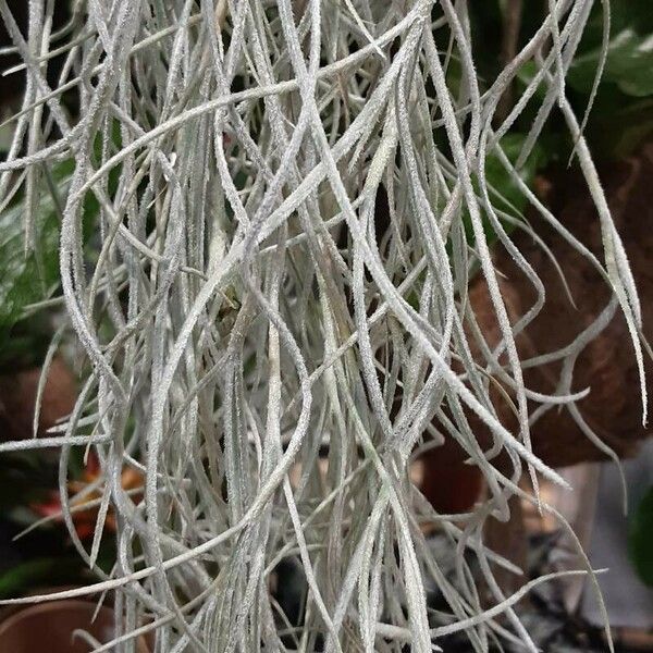 Tillandsia usneoides Агульны выгляд