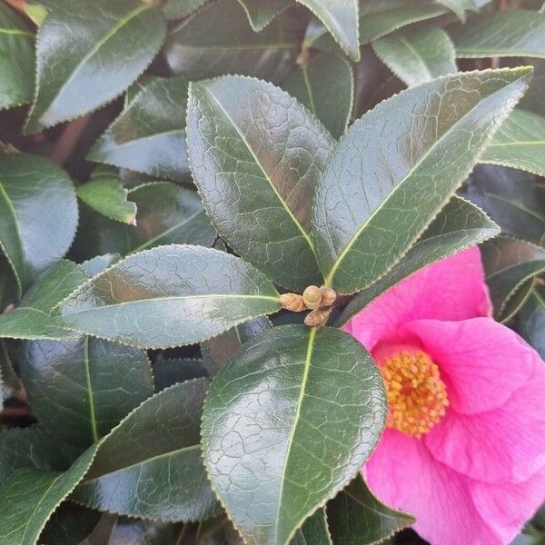 Camellia sasanqua Leht