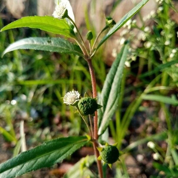 Eclipta prostrata Кветка