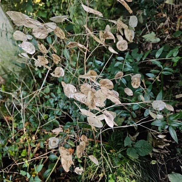 Lunaria annua Агульны выгляд