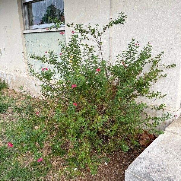 Salvia microphylla Habit