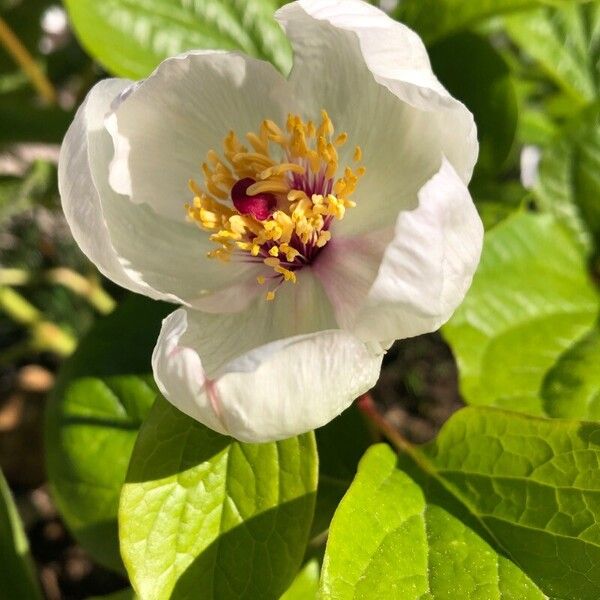 Paeonia obovata Flower